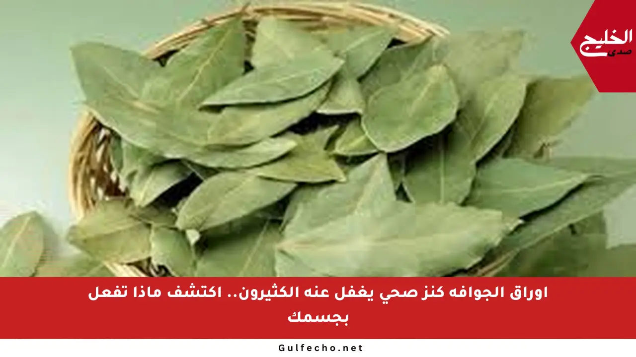 أوراق الجوافة كنز صحي يغفل عنه الكثيرون.. اكتشف ماذا تفعل بجسمك